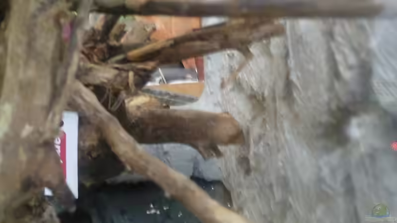 Von der Seite von Pasch (10)