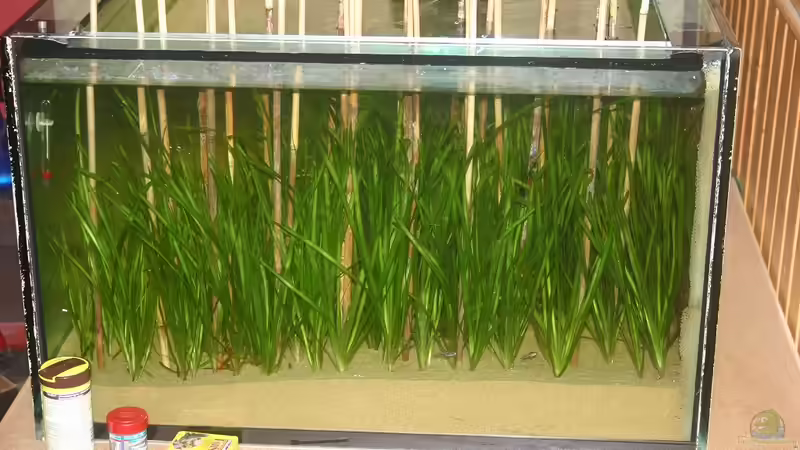 von der Seite von Stefan Kaiser (4)