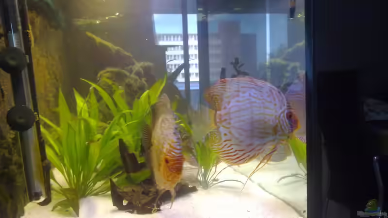 Von der Seite von Steven Tumma (49)