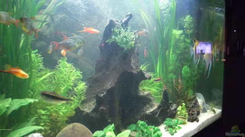 von der seite von the pepper (2)