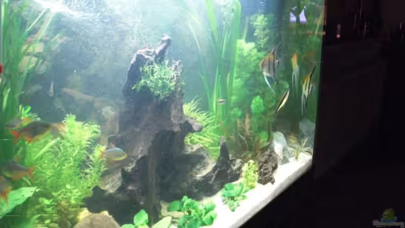 von der seite von the pepper (3)