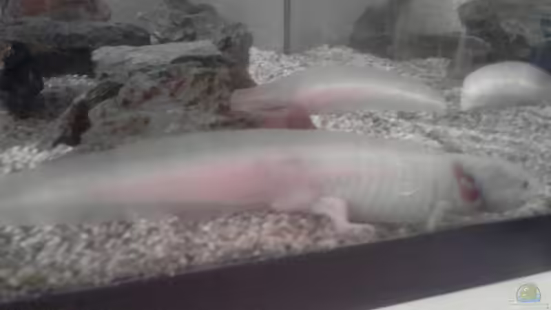 Von der Seite von Xiahtic (2)