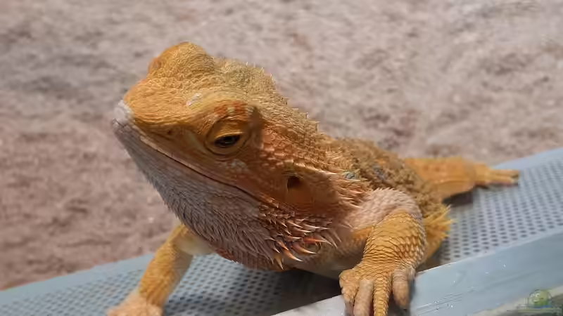 Von der Theke ins Terrarium: Unerwartete Upcycling-Möglichkeiten für Tierhalter