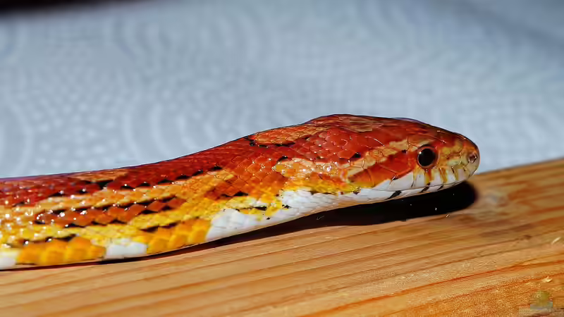 Von der Theke ins Terrarium: Unerwartete Upcycling-Möglichkeiten für Tierhalter