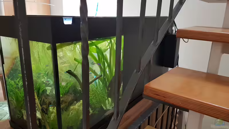 Von der Treppe von Rinchen84 (8)