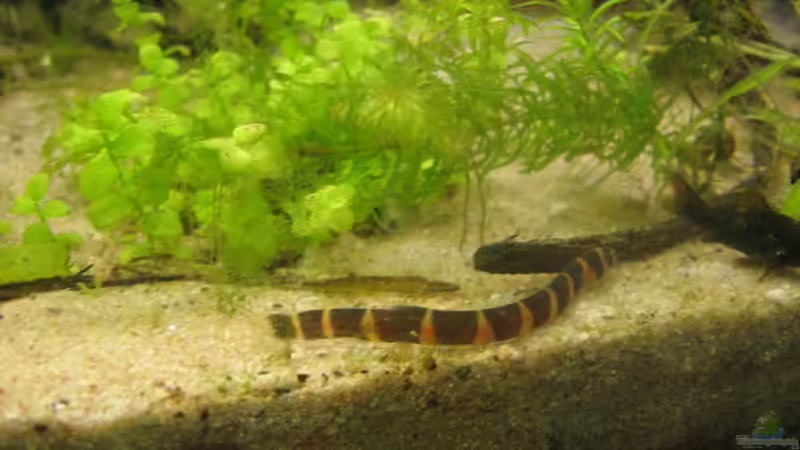 von einem anderen Winkel ein Dornauge von chrisi01 (33)