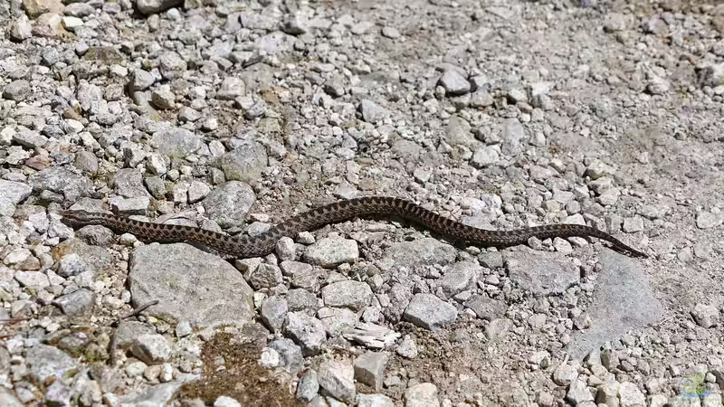 Von einer Kreuzotter gebissen: Was ist zu tun?