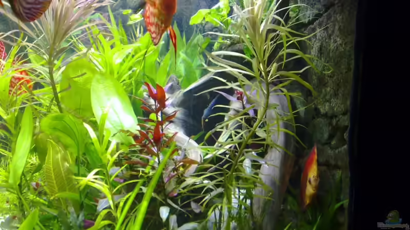 von ganz rechts!2 große wurzeln als unterstand von Matze 87 (10)