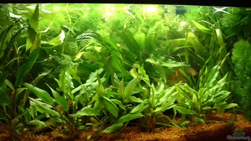 von gestern von Georg Kohlisch (1)