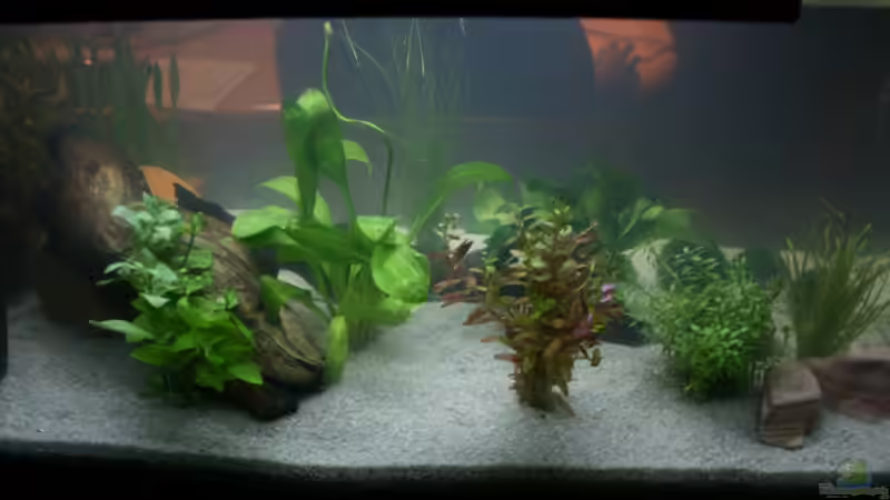 Von hinten gesehen. (alt) von Garnelenmami (3)