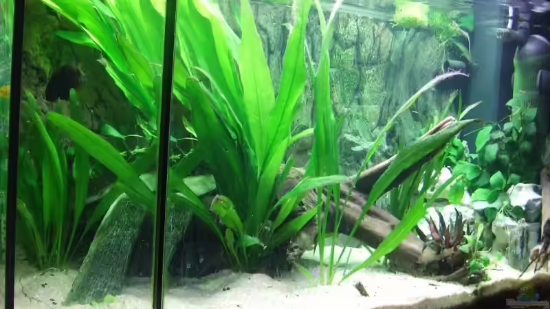 von links.... von Melanie Burkhard (5)