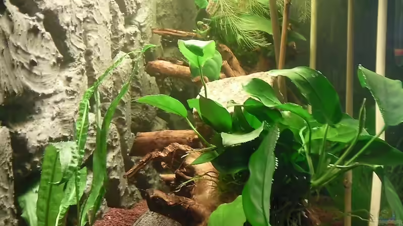 Von links , schöne Perspektive von Pasch (2)