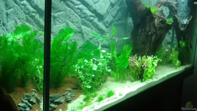 von links, 26. Februar von Deoroller (29)