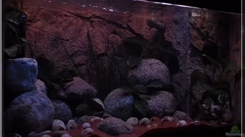 von links (1) von ***ELLIS*** (11)