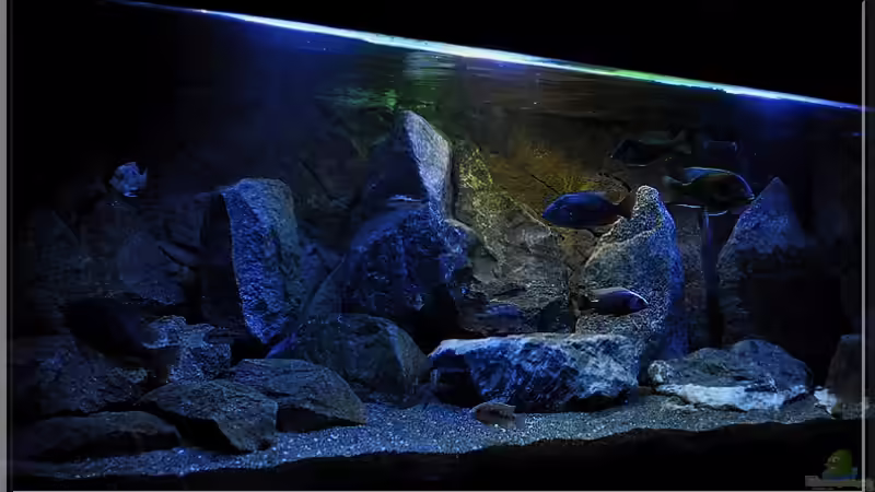 von links (1) von ***ELLIS*** (28)