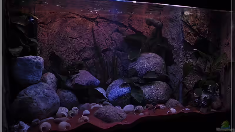 von links (2) von ***ELLIS*** (12)