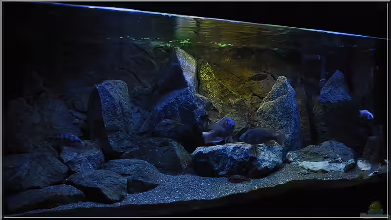 von links (2) von ***ELLIS*** (29)