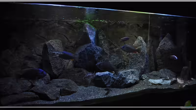 von links (3) von ***ELLIS*** (30)