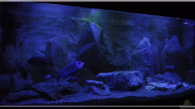 von links (4) von ***ELLIS*** (31)