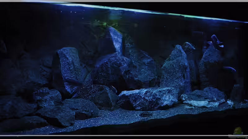 von links (5) von ***ELLIS*** (32)