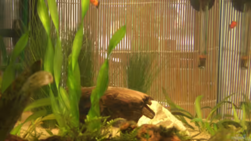 von links am 24.11.2007 von Büdi II (11)