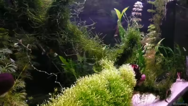 von links ins Becken fotographiert von Simone Baumeister (3)