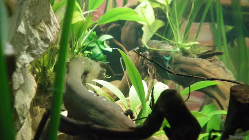 von links ins becken von Falk Bellmann (9)