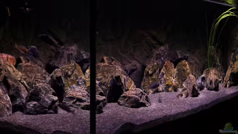 von links nach rechts von die Perle... (14)