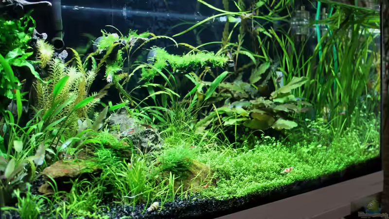 von links nach rechts von die Perle... (6)