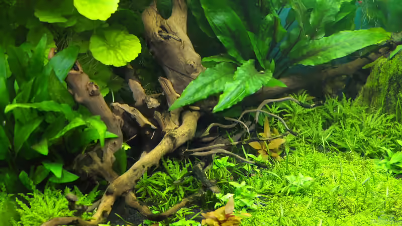 von links oben von axolotl (12)