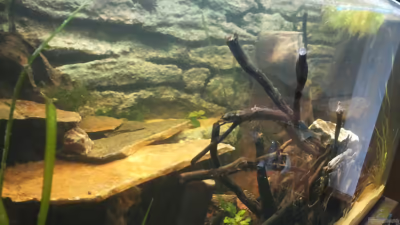 von links schräg nach recht fotografiert von Copplepot Lord (8)