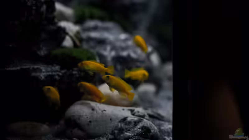 von links unten von pa.Trick (5)