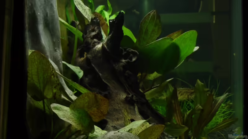 von links von Alfur (7)