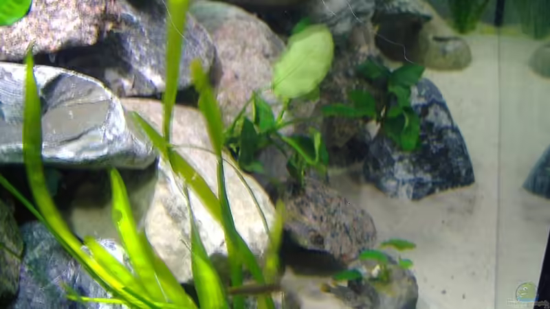 von links von Antje 78 (2)