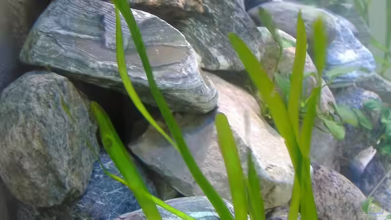 von links von Antje 78 (3)