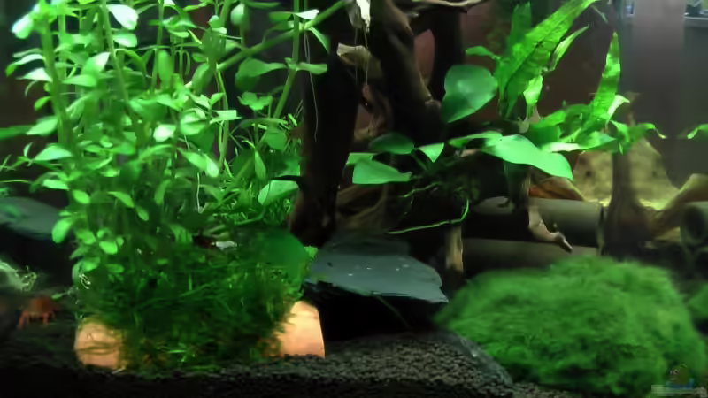 von links von Berni (2)