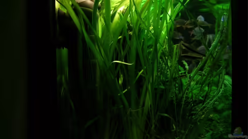 von links von Der Analyst (12)