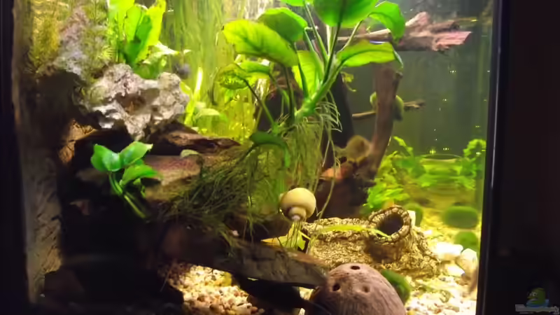 von links von Detlef Peter (15)