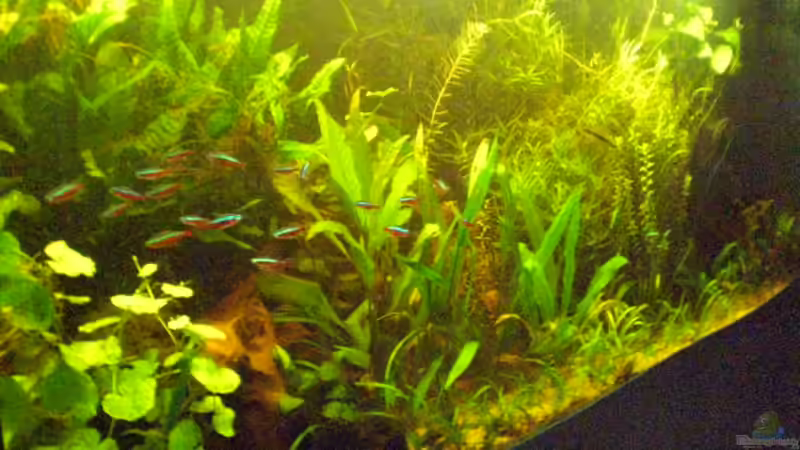 von links von Falko Timper (2)