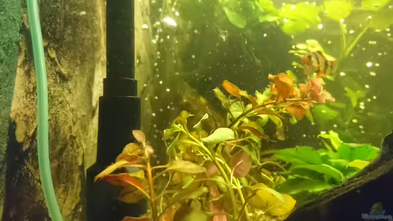 von links von Frank S (4)