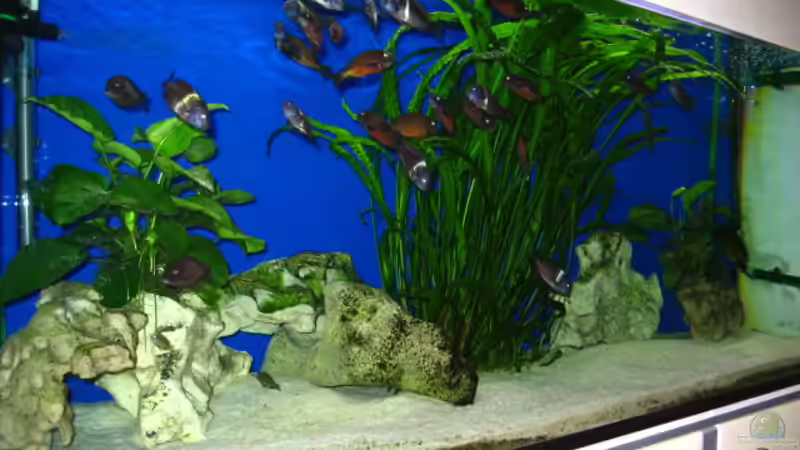 von links von Gordon Gewiese (2)