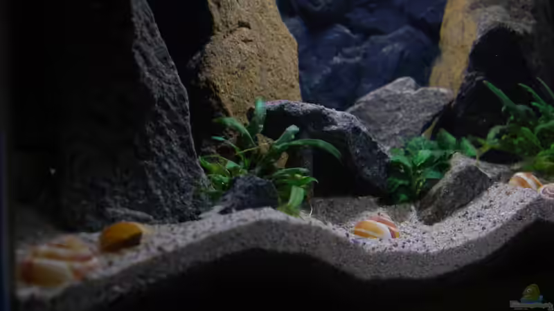 von Links von junger Aquarianer (9)