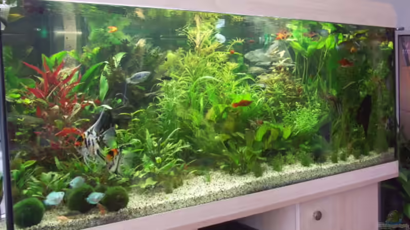 von links von Kai Holdinghausen (4)