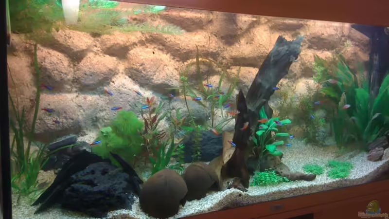 von links von Kuebiwhv (5)