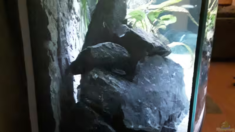 Von links von MbunaTowers (15)