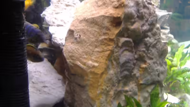 von links von Milatz Darian (4)