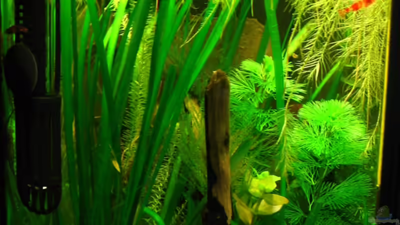 Von links von Niko Toumanidis (7)