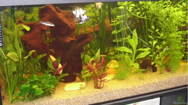 von Links von Patrick Adler (4)