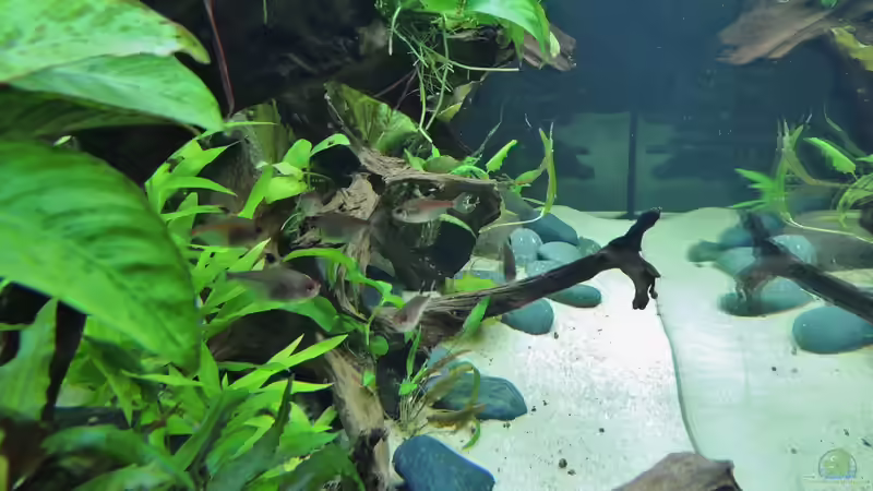 von links von Patrick Lehmann (4)