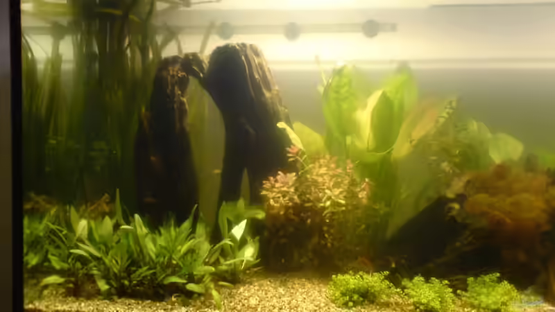 von links von Robert Walter (2)